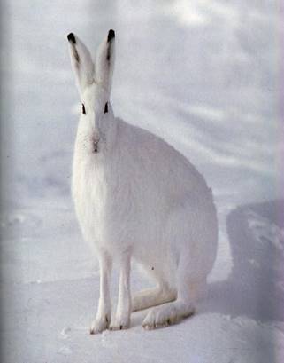 Белый заяц » — карточка пользователя Анастасия К. в Яндекс.Коллекциях