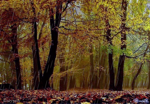 47119202_0_6cfa_59c25479_XL.gif