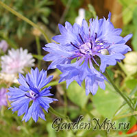 Василек (Centaurea) Садовые цветы на GardenMix.ru