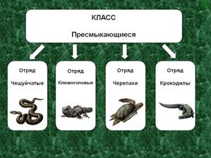 КЛАСС Пресмыкающиеся - Презентация 14160-20