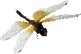 dragonfly_007.png