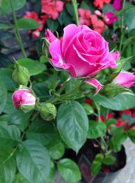 Роза Болгарии (с изображениями) | Розы, Красивые розы, Красивые цветы