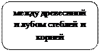 Скругленный прямоугольник: между древесиной и лубом стеблей и корней