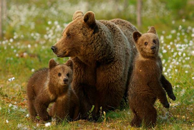 https://animaljournal.ru/articles/wild/medvedi/buriy_medved/medvejata_burie.jpg