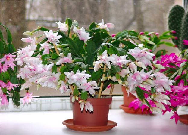 http://o-flora.com/wp-content/uploads/2016/02/3-1.jpg