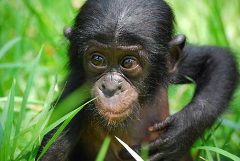 Бонобо обезьяна