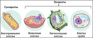 https://fsd.videouroki.net/products/conspekty/biobot/27-stroenie-i-funkcionirovanie-prokarioticheskoj-kletki.files/image001.jpg