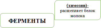 ФЕРМЕНТЫ,(химозин)-расщепляет белок молока 


