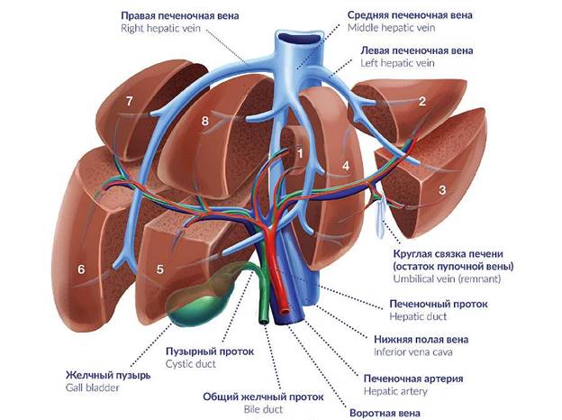 https://i0.wp.com/medcentr-diana-spb.ru/wp-content/uploads/2020/02/%D0%A1%D1%82%D1%80%D0%BE%D0%B5%D0%BD%D0%B8%D0%B5-%D0%BF%D0%B5%D1%87%D0%B5%D0%BD%D0%B8.jpg?resize=900%2C697&ssl=1