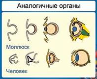 Аналогичные органы: глаза моллюска (осьминога или кальмара) и человека