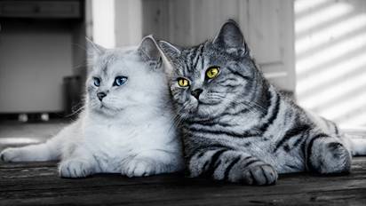 Cats_Two_Glance_441795_2048x1152
