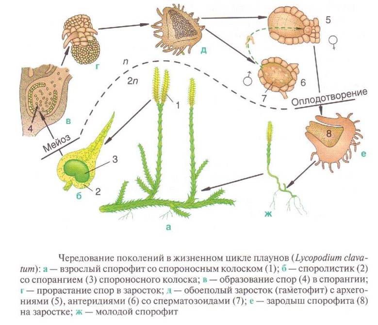 Папоротник взрослое растение гаметофит