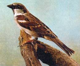 сканирование0074