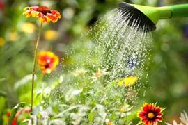 Правила полива декоративных растений. Как правильно поливать цветы? Фото —  Ботаничка