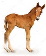 https://static6.depositphotos.com/1001781/578/i/950/depositphotos_5780347-stock-photo-newborn-foal.jpg