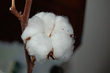 https://upload.wikimedia.org/wikipedia/commons/thumb/8/8d/Cotton.JPG/220px-Cotton.JPG