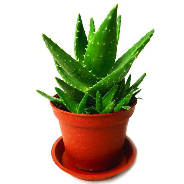 https://ae01.alicdn.com/kf/HTB1S4HxRHvpK1RjSZPiq6zmwXXaH/Sale-200-Pcs-Green-Aloe-Vera-Plants-Edible-Beauty-Edible-Cosmetic-Vegetables-And-Fruit-Bonsai-Herb.jpg