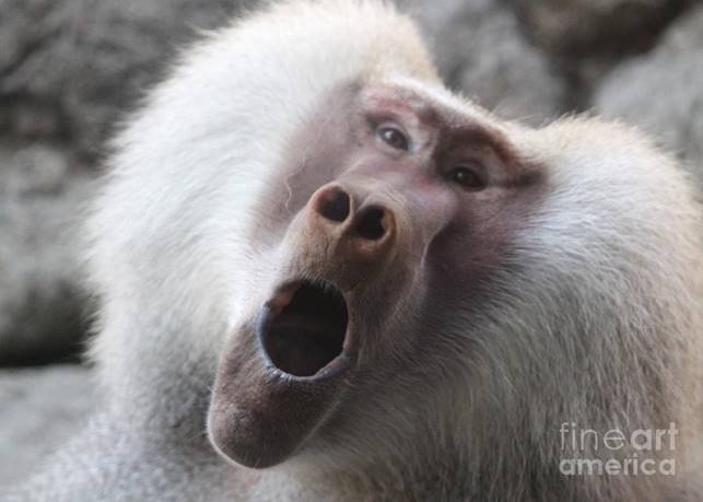 Making Funny Faces Photograph by Freda Sbordoni