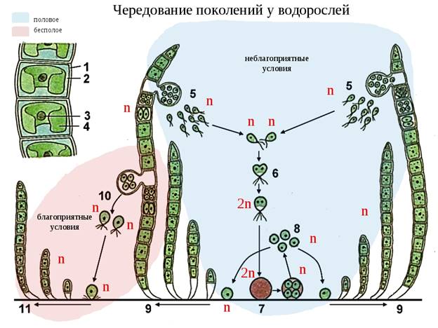 Семя и плод: строение и значение • Биология, Растения и грибы • Фоксфорд Учебник