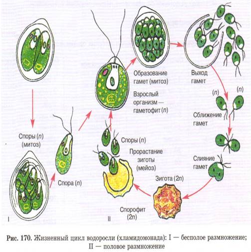 Жизненный цикл зеленых водорослей.