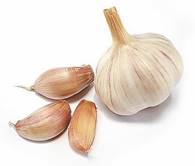 n007_chesnok_garlic_03_baza.jpg