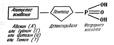 Схема строения нуклеотида