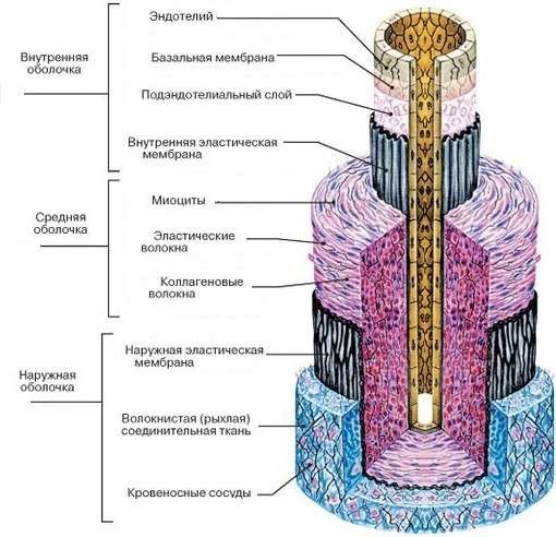 Артерия мышечного типа рисунок