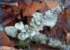 https://cdn.pixabay.com/photo/2017/03/26/21/29/lichens-on-forest-floor-2176613_1280.jpg