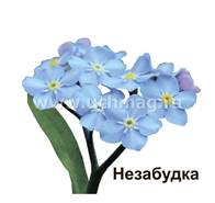 ÐšÐ°Ñ€Ñ‚Ð¸Ð½ÐºÐ¸ Ð¿Ð¾ Ð·Ð°Ð¿Ñ€Ð¾ÑÑƒ Ñ†Ð²ÐµÑ‚Ñ‹ Ð½ÐµÐ·Ð°Ð±ÑƒÐ´ÐºÐ° Ð´Ð»Ñ Ð´ÐµÑ‚ÐµÐ¹ Ñ„Ð¾Ñ‚Ð¾