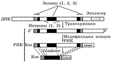 Процессинг мРНК (3-глобинового гена человека гуанозина (САР), с другой стороны образуется цепочка из остатков аде ни на