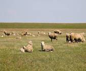 Стадо овец в степи