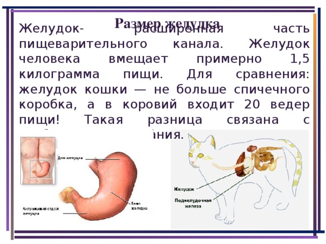 Желудок- расширенная часть пищеварительного канала. Желудок человека вмещает примерно 1,5 килограмма пищи. Для сравнения: желудок кошки — не больше спичечного коробка, а в коровий входит 20 ведер пищи! Такая разница связана с особенностями питания. Размер желудка