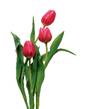 http://s1.1zoom.me/big3/640/Tulips_White_background_Three_3_Red_515165_2000x3000.jpg