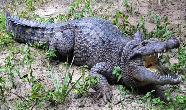 Новогвинейского крокодила разделили на два вида, 2 октября 2019 ...