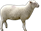 Картинки по запросу sheep png