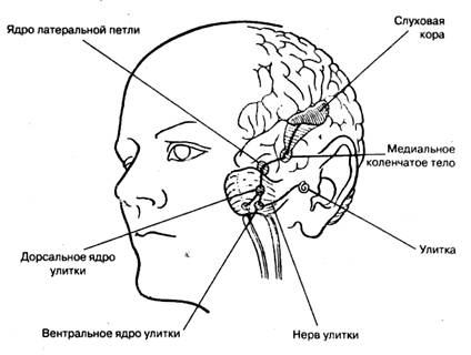 http://www.pedlib.ru/books1/5/0102/image020.jpg