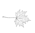 maple-leave-coloring-page