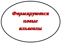 Овал: Формируются новые альвеолы