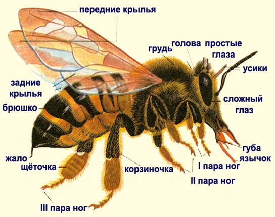 Медоносная пчела - цивилизованная трудяга