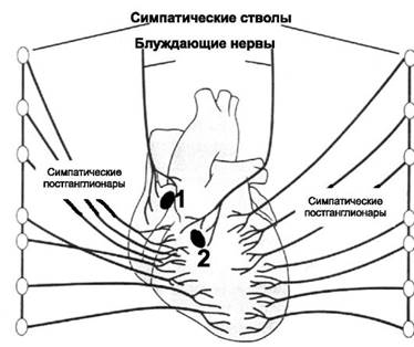 https://foxford.ru/uploads/tinymce_image/image/19183/%D0%B8%D0%BD_%D1%81%D0%B5%D1%80%D0%B4.jpeg