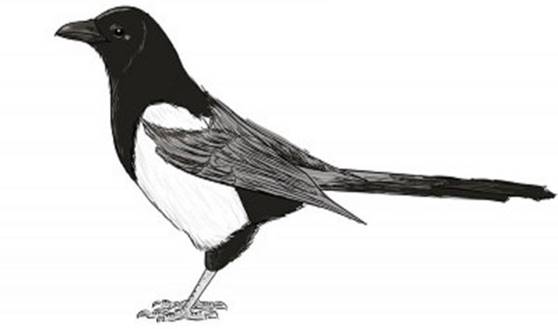 Изображение выглядит как черный, птица, певчая птица

Автоматически созданное описание