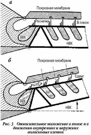 Основы психоакустики (Интересные особенности психоакустики)