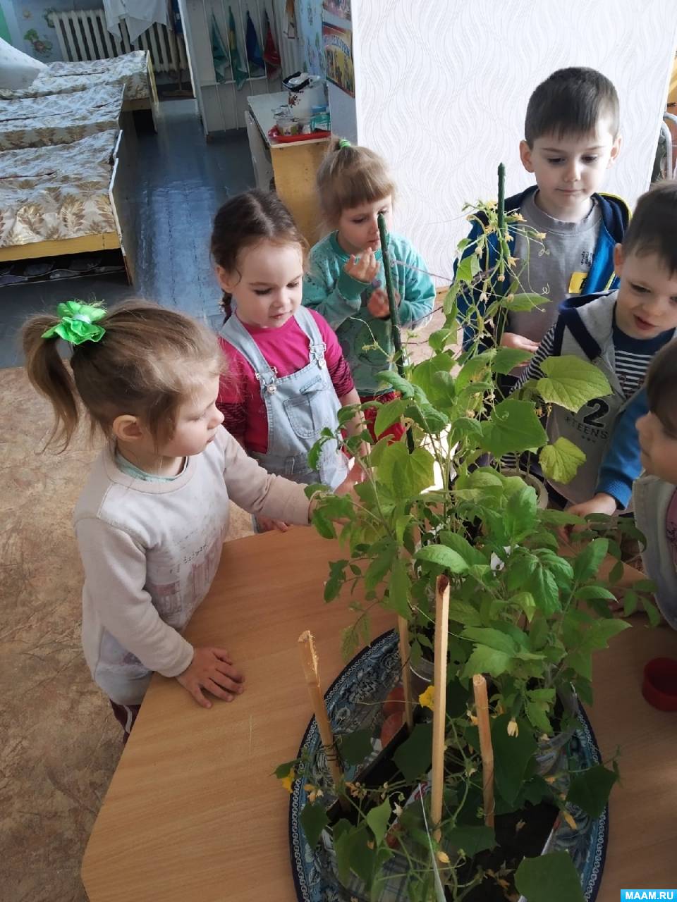 Фото №4 Задачи Образовательные Познакомить с посадкой семян огурцов и помидоров условиями прорастания свет тепло вода почва