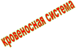 кровеносная система