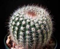 notocactus scopa