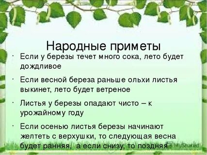 Народные приметы Если у березы течет много сока, лето будет дождливое Если ...