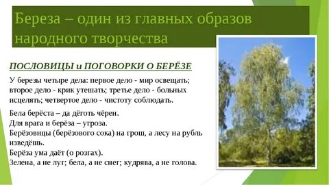 Береза - один из главных образов народного творчества ПОСЛОВИЦЫ и ПОГОВОРКИ ...
