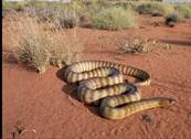 animals in the desert Sahara Desert Animals Dangers Animal&apos;s Обои С Жи...