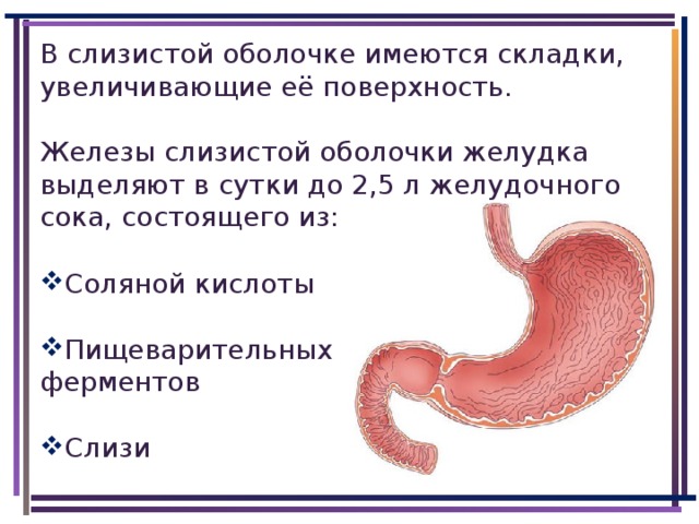 В слизистой оболочке имеются складки, увеличивающие её поверхность. Железы слизистой оболочки желудка выделяют в сутки до 2,5 л желудочного сока, состоящего из:
