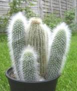 cleistocactus strausii